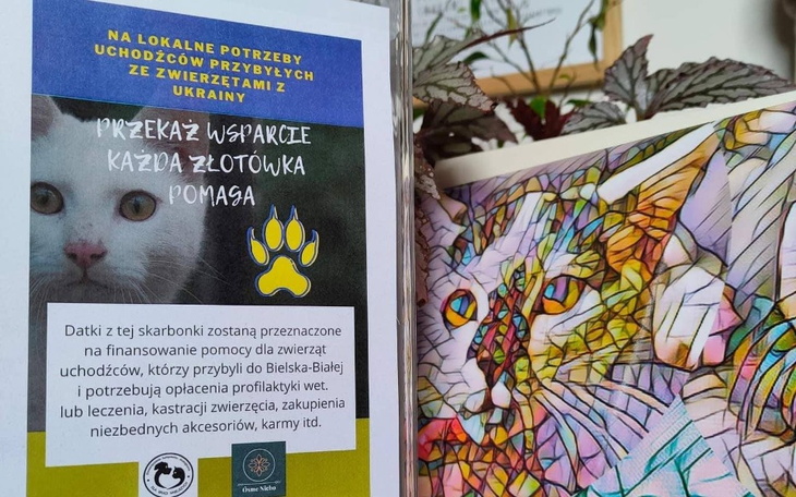 Zbiórka koty i psy z Ukrainy - zdjęcie główne
