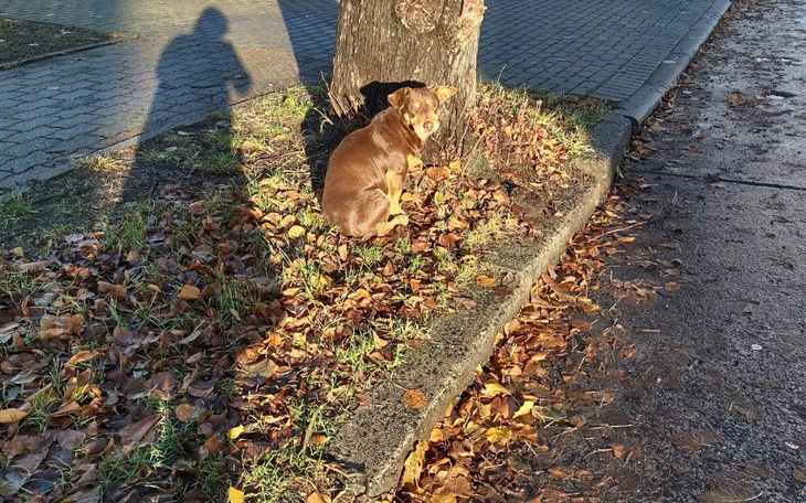 Zbiórka Na zabezpieczenie pieska - zdjęcie główne