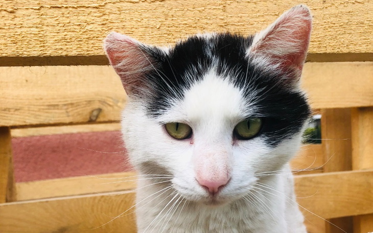 Zbiórka Zbiórka na operacje Kota Latka - zdjęcie główne