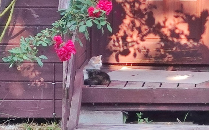 Zbiórka Kocia rodzina z działek RODO - zdjęcie główne