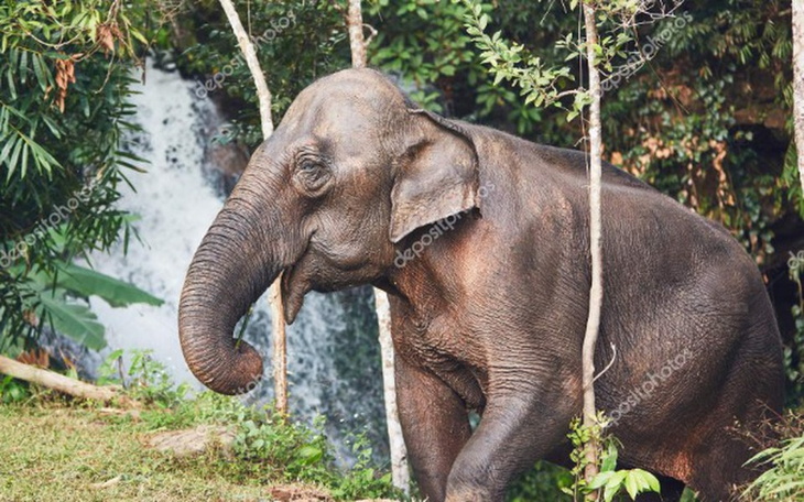 Zbiórka Wycieczka do Afryki na słoniach - zdjęcie główne