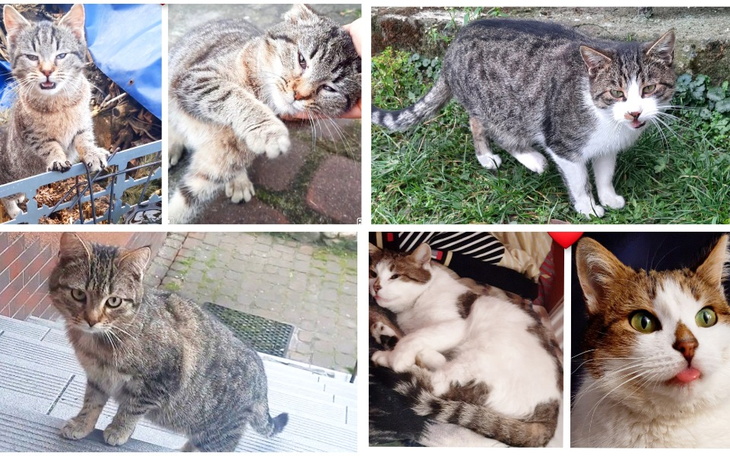 Kolaż zdjęć różnych kotów w różnych pozach i miejscach.
