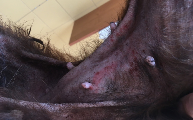 Zbiórka Łysa skóra i setki pcheł Lusi - zdjęcie główne