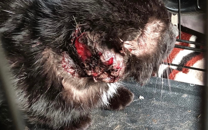 Kot z poważnymi ranami na szyi.