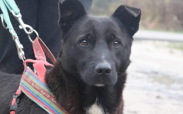 Zbiórka transport 4 psów - zdjęcie główne