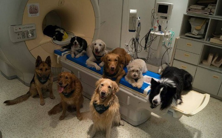 Grupa psów w klinice weterynaryjnej, czekających na badanie.