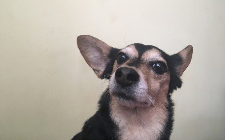 Zbiórka Suczka Isia w potrzebie - zdjęcie główne