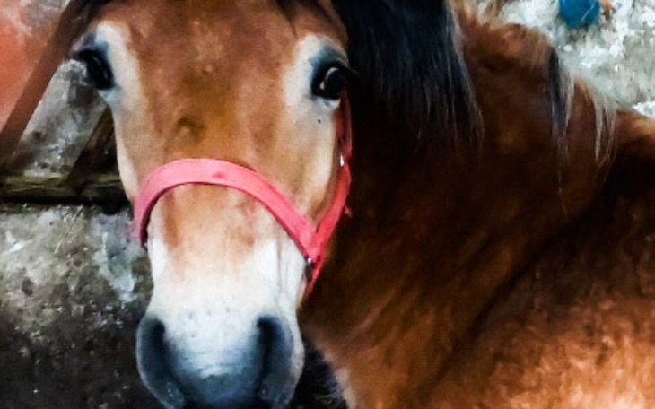 Koń z różowym kantarem, patrzący w stronę obiektywu.