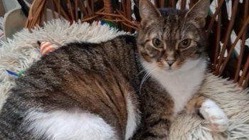 Zbiórka Domek na Święta dla Pralinki - miniaturka zdjęcia