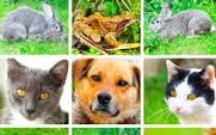 Zbiórka Zbieram na schronisko dla zwierz - zdjęcie główne