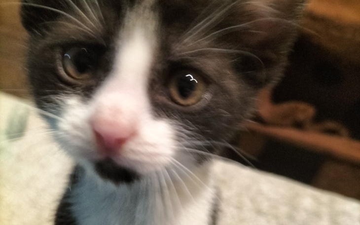 Zbiórka Kociak w potrzebie zbieramy - zdjęcie główne