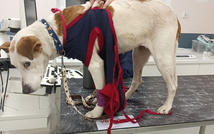 Pies w lecznicy, z opatrunkiem i smyczą, czeka na pomoc.