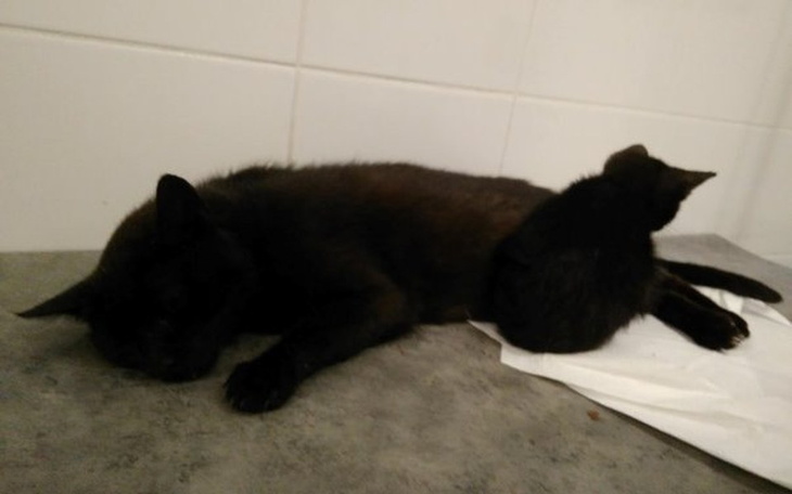 Zbiórka Matka otruta, kociak bez łapki - zdjęcie główne