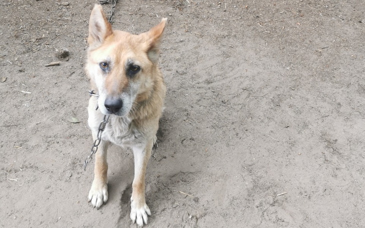 Zbiórka Błagamy o karmę suchą i mokrą - zdjęcie główne