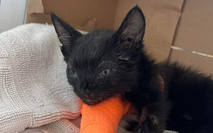 Zbiórka Złamana żuchwa, porażona noga.. - zdjęcie główne