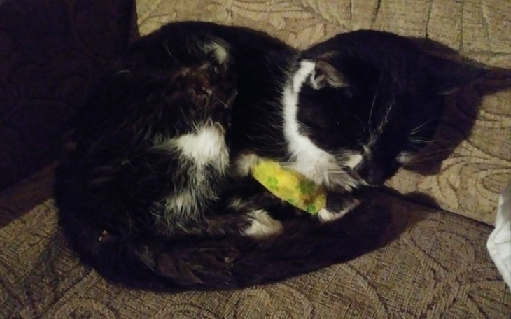 Zbiórka Pomóżmy biednemu kotku - zdjęcie główne