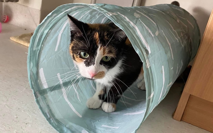 Kot w tunelu zabawowym, ciekawski i radosny.