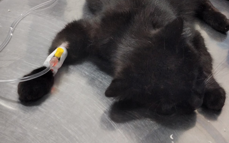 Zbiórka Duszek w potrzebie - zdjęcie główne