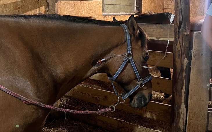 Koń w stajni, spokojnie stojący przy boksie.
