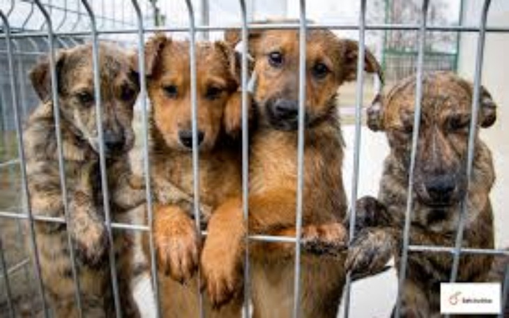 Zbiórka Na jedzenie dla zwierząt. - zdjęcie główne