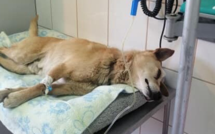 Zbiórka Na pomoc Czesiowi - zdjęcie główne