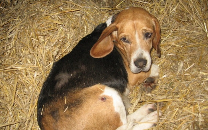 Beagle leżący na sianie, zrelaksowany i spokojny.