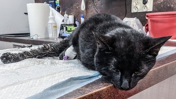 Zbiórka Konał w rzece w wigilijną noc - miniaturka zdjęcia