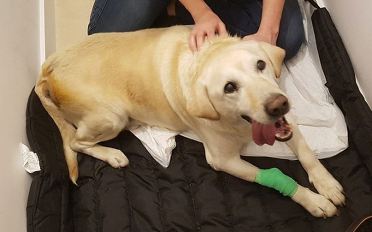 Zbiórka Kto pomoże poczciwemu Diego? - zdjęcie główne