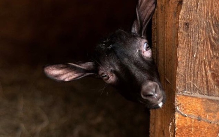 Zbiórka Operacja uratowanego Maniusia - zdjęcie główne