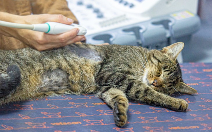 Zbiórka Serduszko Josziego - zdjęcie główne