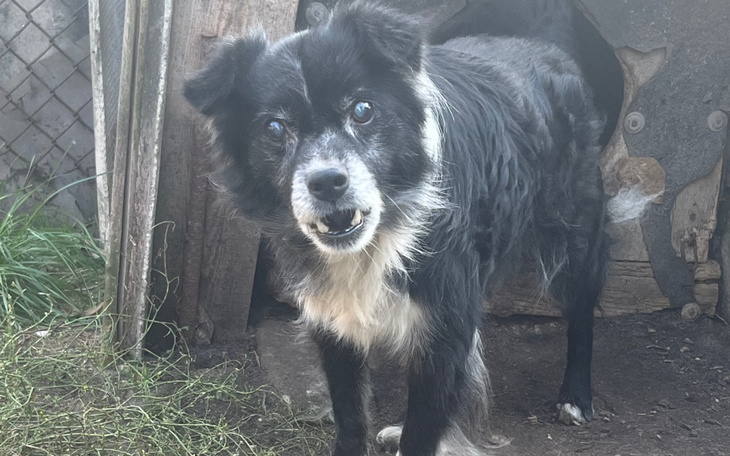 Zbiórka Transport psiego staruszka - zdjęcie główne