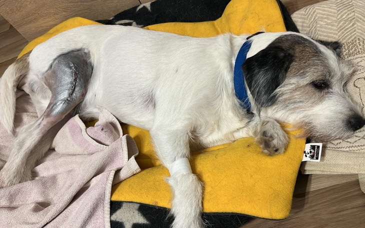 Zbiórka Tomografia kręgosłupa dla Pieska - zdjęcie główne