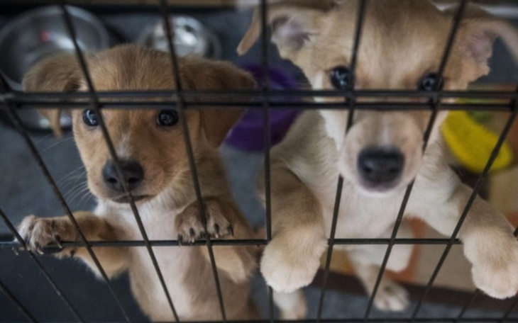 Zbiórka Zbieram na schroniska dla zwierz - zdjęcie główne