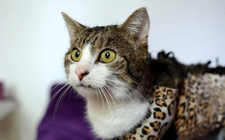 Kot w nietypowym ubraniu, przypominającym lamparta.