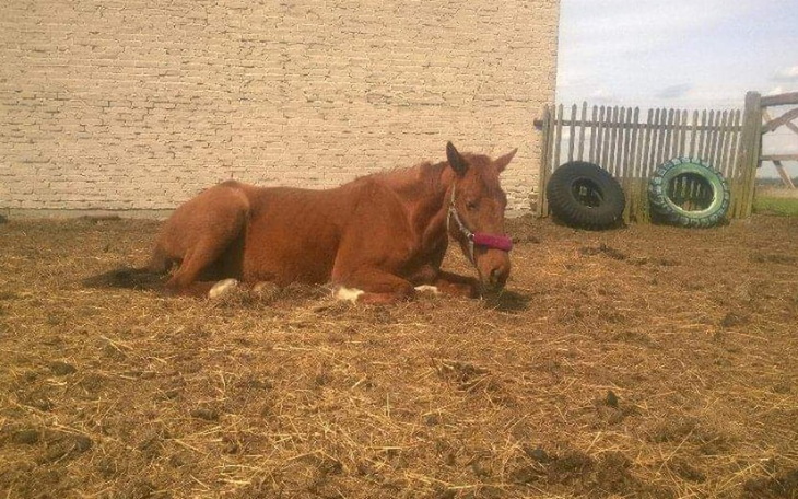 Zbiórka Pomoc dla Dumki. - zdjęcie główne