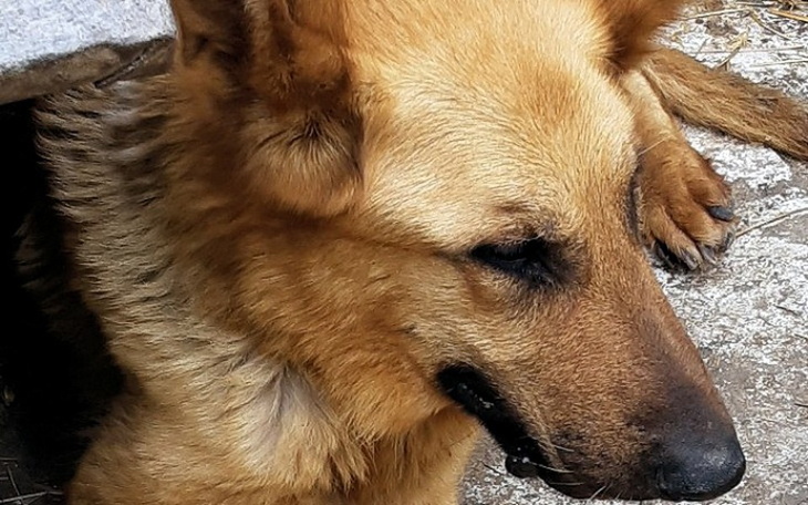 Zbiórka Nie pozwólmy jej odejść !!! - zdjęcie główne