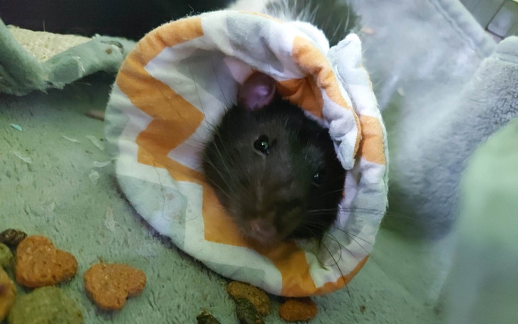 Zbiórka Okup dla porywaczy klejnotów - zdjęcie główne