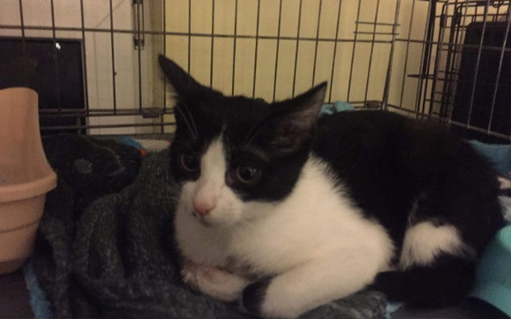 Zbiórka Pomoc dla małej kotki - zdjęcie główne