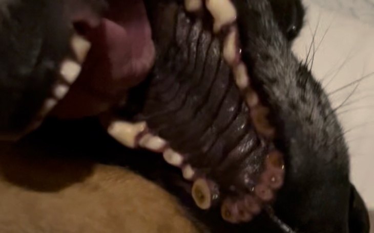 Zbliżenie na pysk psa z widocznymi zębami.