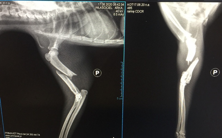 Zbiórka Bezdomny kociak ze złamaną łapką - zdjęcie główne