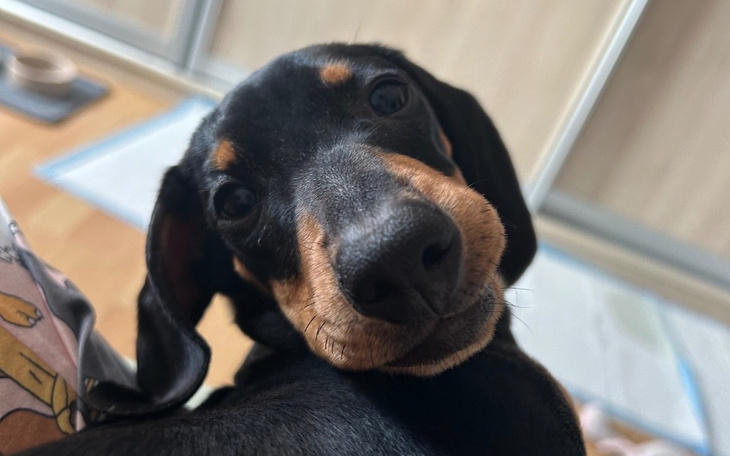 Zbiórka Pomoc dla chorego szczeniaka - zdjęcie główne