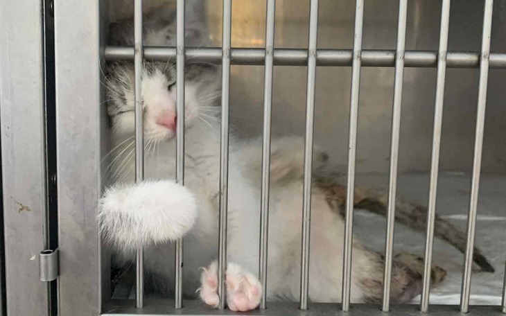 Kotek w klatce, z wyciągniętą łapką przez pręty.