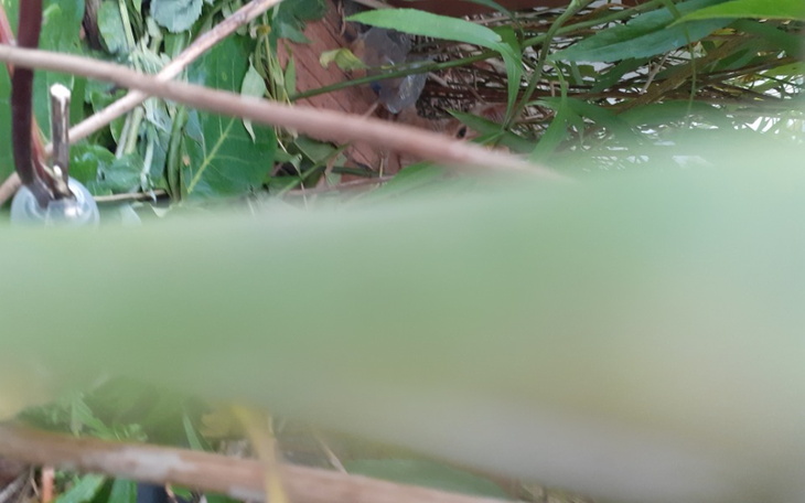 Zbiórka Kiti kat - zdjęcie główne