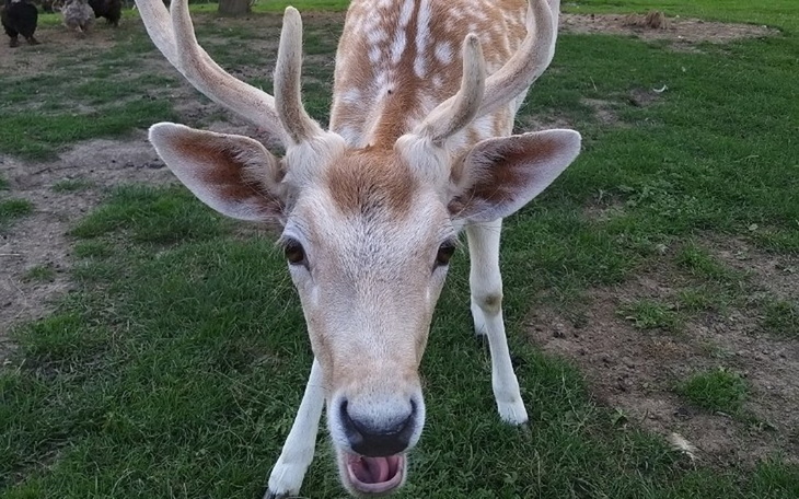 Zbiórka Miłość do zwierząt. - zdjęcie główne