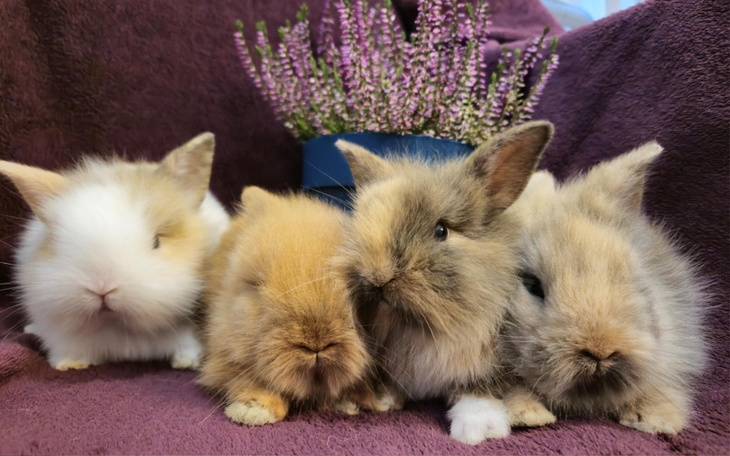 Cztery urocze króliki w rzędu, z kwiatami w tle.