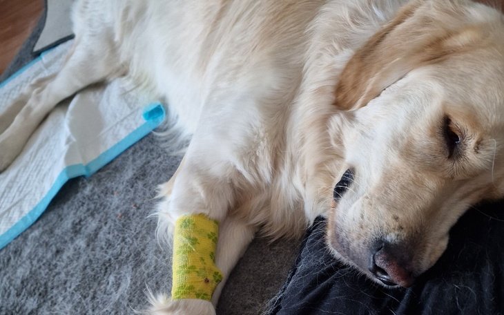 Zbiórka Walka z nowotworem kości - zdjęcie główne