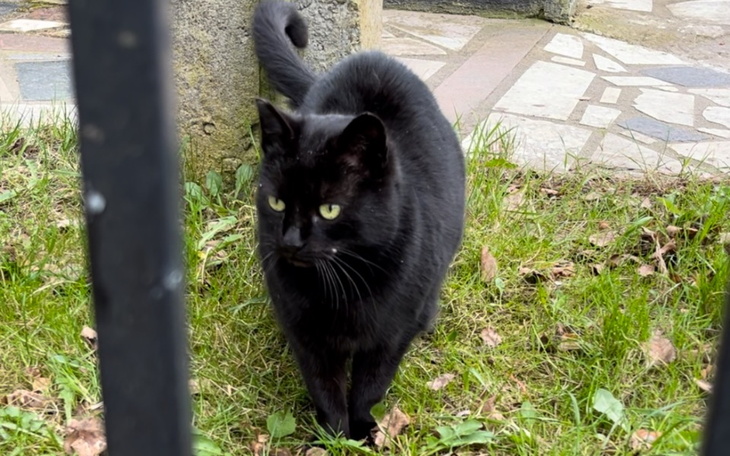 Zbiórka Ochrona bezdomniaków - kleszcze - zdjęcie główne