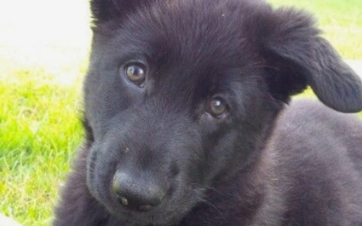 Zbiórka Na weta dla psiaka - zdjęcie główne