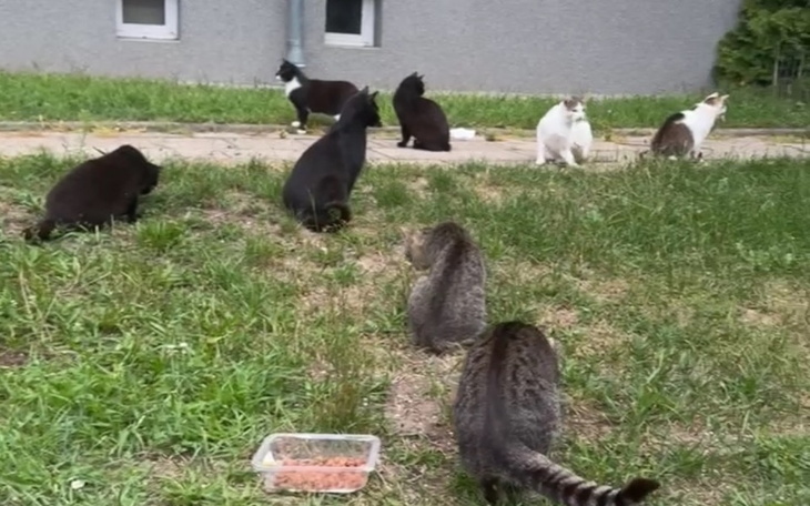 Zbiórka Karma dla kotków wolno żyjących - zdjęcie główne