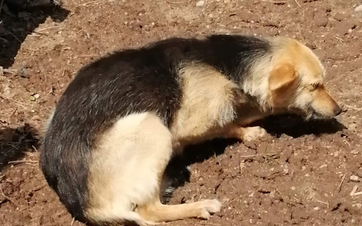 Zbiórka Na pomoc psiej rodzinie - zdjęcie główne